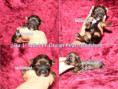 /album/farbpracht-yorkshire-terrier-bereit-fur-die-reservierung/da-1-madchen-jpg/